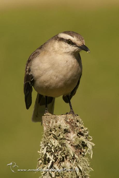 Calandria grande (Chalk-browed Mockingbird) Mimus saturninus