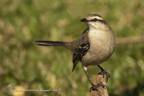 Calandria grande (Chalk-browed Mockingbird) Mimus saturninus