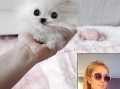 Paris Hilton compra perrito 13.000 dólares