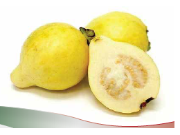 guayaba