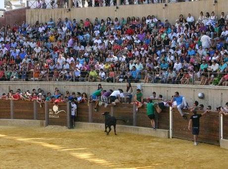 GRAN AMBIENTE EN LA SUELTA DE VAQUILLAS DE ALMEDINILLA