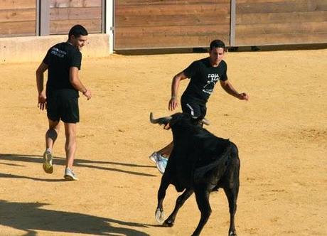 GRAN AMBIENTE EN LA SUELTA DE VAQUILLAS DE ALMEDINILLA