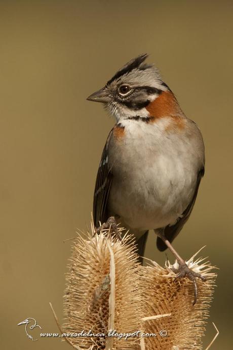 Chingolo (Rufous-collared Sparrow) Zonotrichia capensis