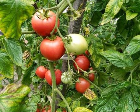 TODO SOBRE … las plantas en la cosmética (vol.4 – verduras)