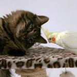 ¿Pueden convivir gatos y pájaros en la misma casa?