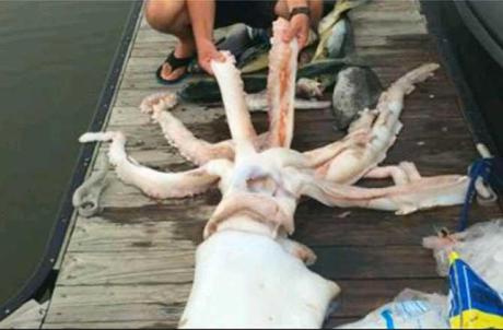calamar gigante Texas