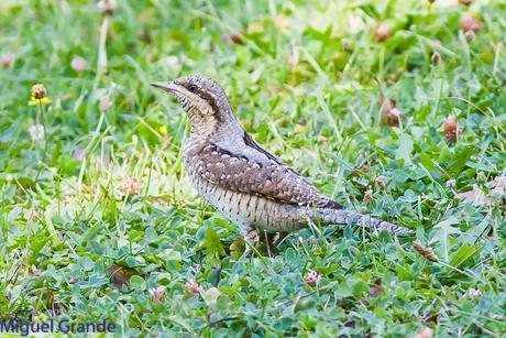 TORCECUELLO,BISBITA ARBÓREO Y AGUILA CALZADA EN EL PARQUE DE BARAÑAIN-NAVARRA