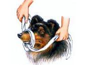 Prevención para salvar vida perro