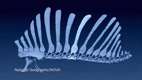 La nueva imagen de Spinosaurus