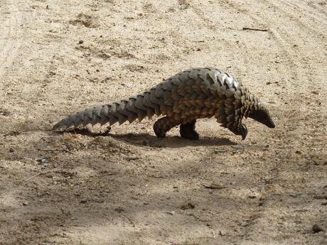 La nueva imagen de Spinosaurus