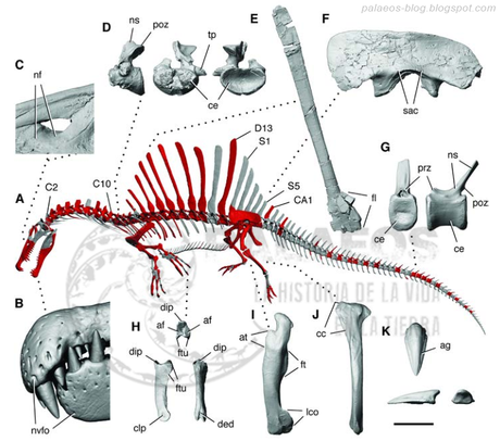 La nueva imagen de Spinosaurus