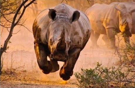 Historia del Rhino Rush