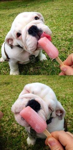 Love dogs 2