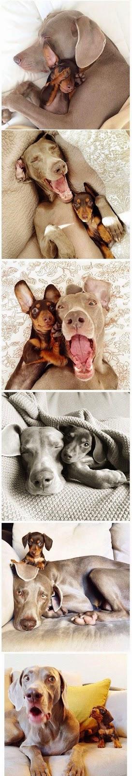 Love dogs 2