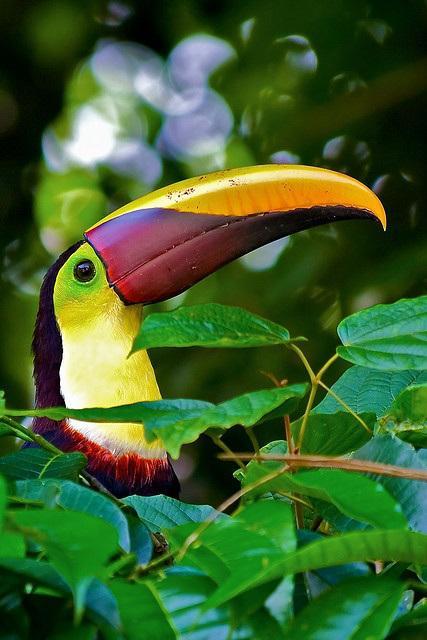 tucan