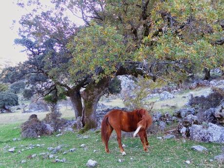 Paisajes de la sierra de Grazalema