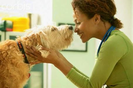 mejor amigo del hombre