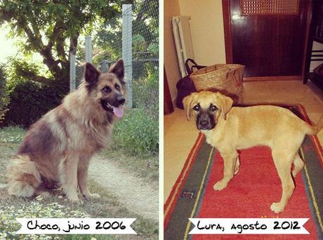 La historia deChoco & Lura. Adopción de mascotas