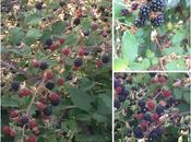 Mini vasitos galleta pistacho rellenos cheesecake moras silvestres