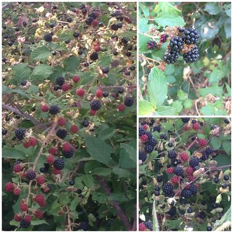 Mini vasitos de galleta y pistacho rellenos de cheesecake de moras silvestres