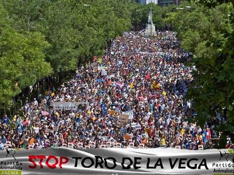 EL TORO DE LA VEGA MÁS DE 45.000 PERSONAS DICEN NO MÁS