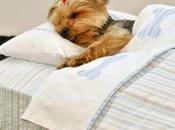 primeras noches cachorro casa sentido común