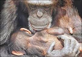 La intolerancia a la lactosa: cuando la solución se vuelve un problema