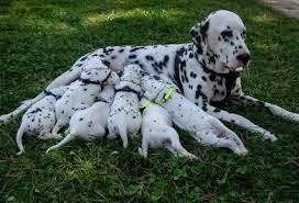 La intolerancia a la lactosa: cuando la solución se vuelve un problema