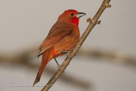 Fueguero común (Hepatic Tanager) Piranga flava