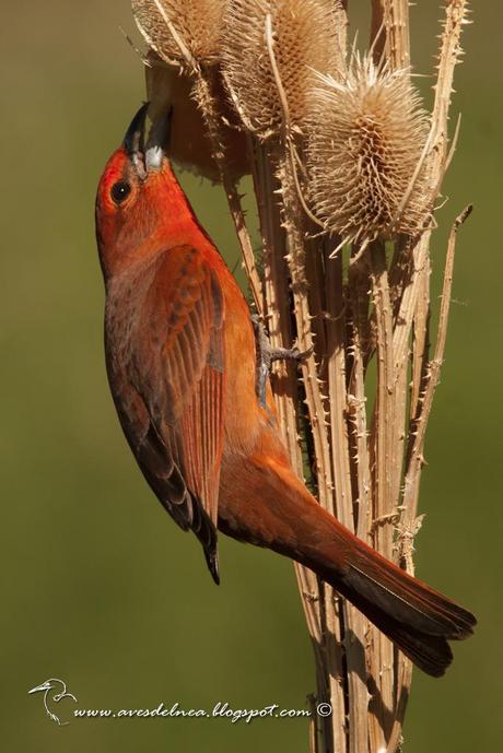 Fueguero común (Hepatic Tanager) Piranga flava