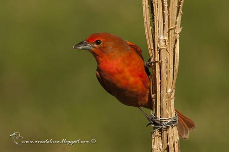 Fueguero común (Hepatic Tanager) Piranga flava