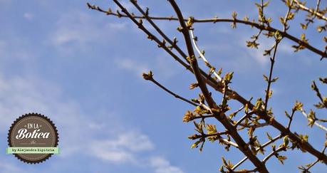 En primavera el blog renace