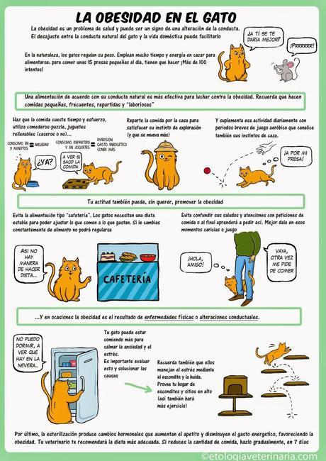 La obesidad en el gato #Infografía #Salud #Mascotas