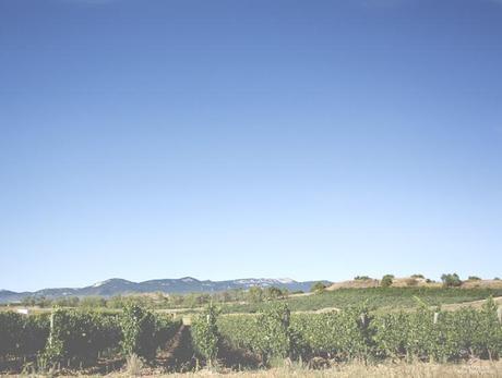 pintando entre viñedos... pintando entre viñedos...