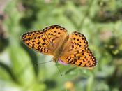 Argynnis adippe (Denis Schiffermüller, 1775)