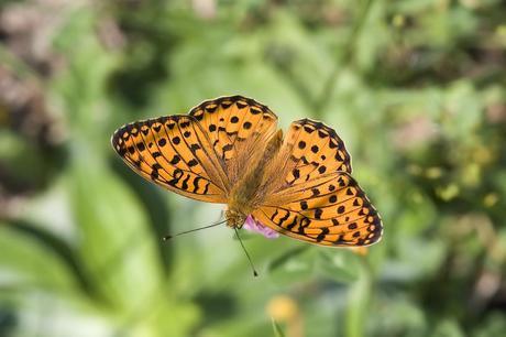 Para ampliar Argynnis adippe (Denis & Schiffermüller, 1775) hacer clic