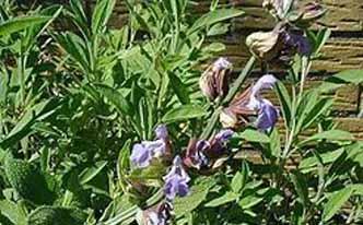 Salvia para las encías sangrantes