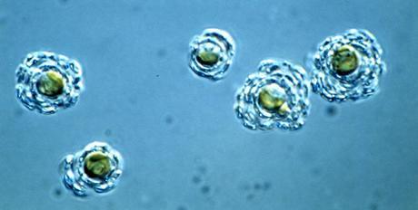 Un tipo de alga que puede evolucionar para hacer frente al cambio climático