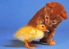 EL DIFÍCIL ARTE DE DECIR NO