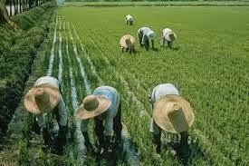 La utilidad de un arroz para enganchar tochos