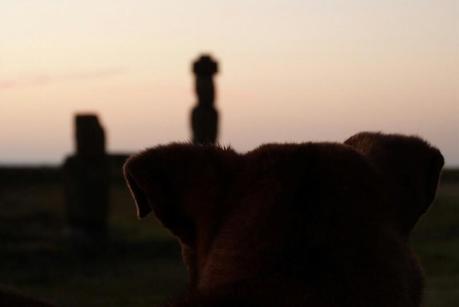 Los perros también disfrutan del atardecer