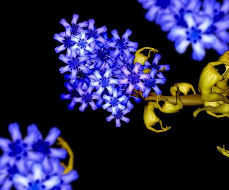 Human Body Art. Cecelia Webber