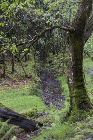 Un árbol de lágrimas Glendalough, el valle de los dos lagos