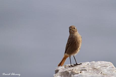 Migración de paseriformes y estabilidad meteorológica