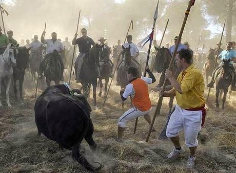 EL “TORO DE LA VEGA”, UN EVENTO CADA VEZ MÁS CONFLICTIVO. ¿TRADICIÓN O MAL TRATO ANIMAL?