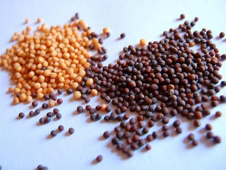 tipos de semillas, tradicionales, ecológicas, híbridas