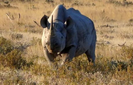 Parque Nacional de Etosha. Namibia