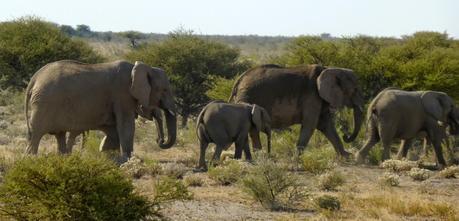 Parque Nacional de Etosha. Namibia