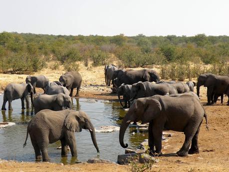 Parque Nacional de Etosha. Namibia