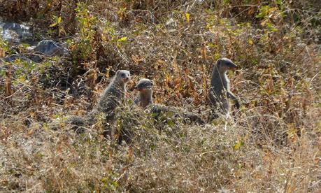 Parque Nacional de Etosha. Namibia